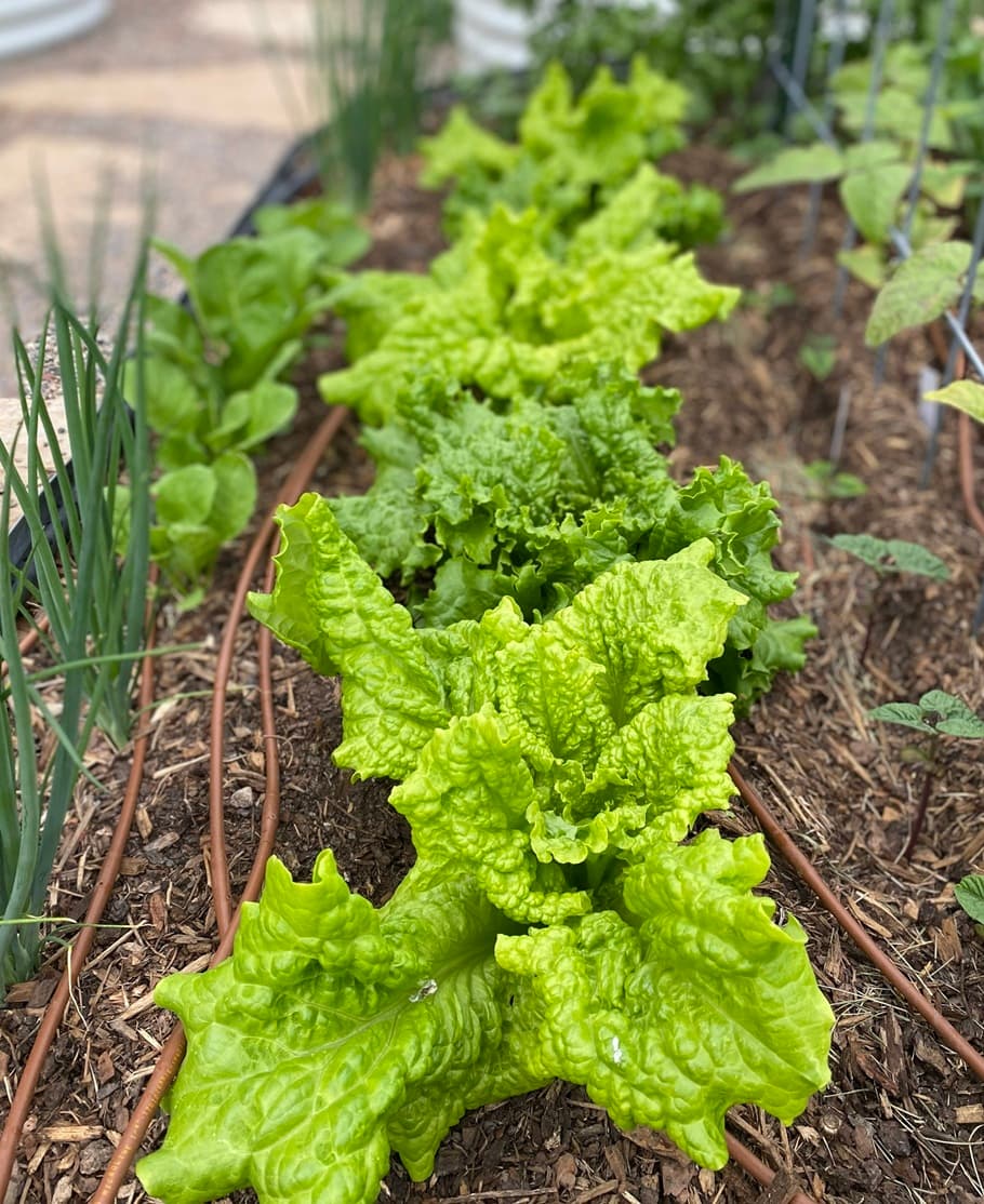 Digital garden planning layout showing raised beds with assigned vegetables and planting dates