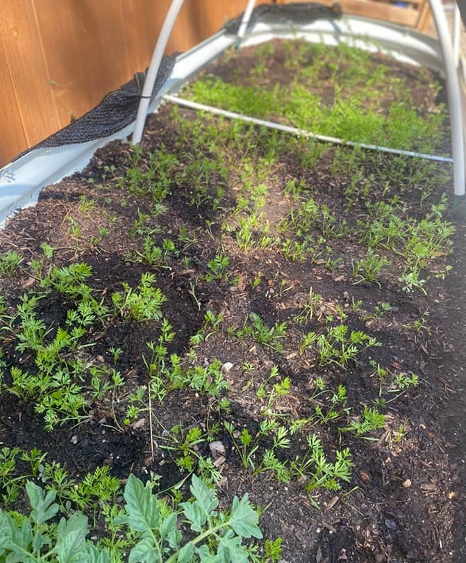 Raised garden bed divided into square foot sections with various vegetables growing in each square